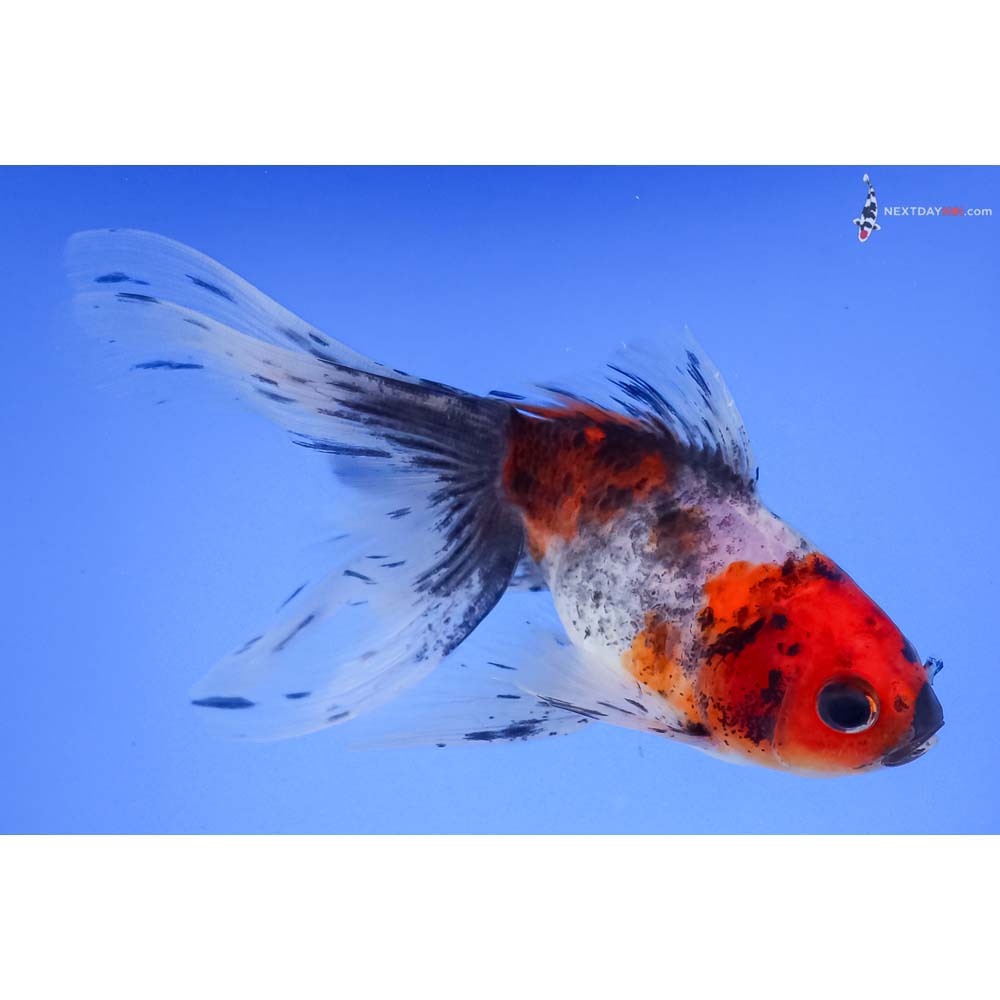 4.5” Imported Calico Fantail