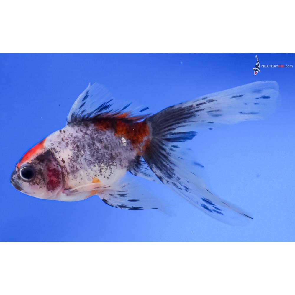 4.5” Imported Calico Fantail