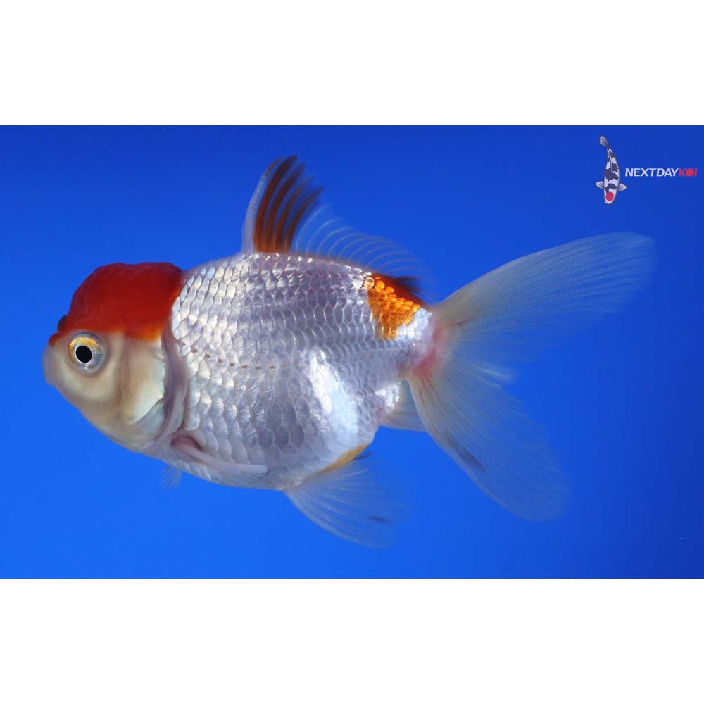 4” Imported Red and White Oranda
