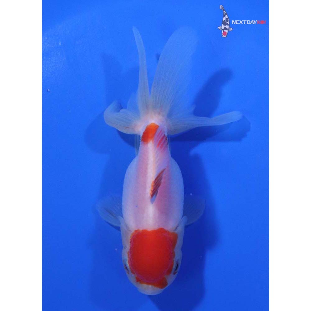 4” Imported Red and White Oranda