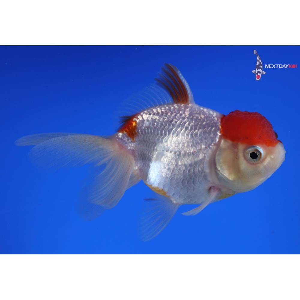 4” Imported Red and White Oranda