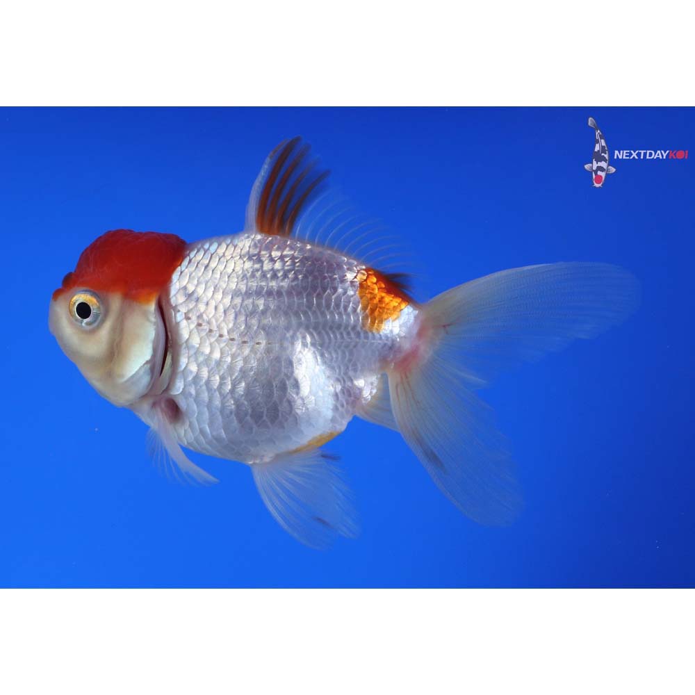 4” Imported Red and White Oranda
