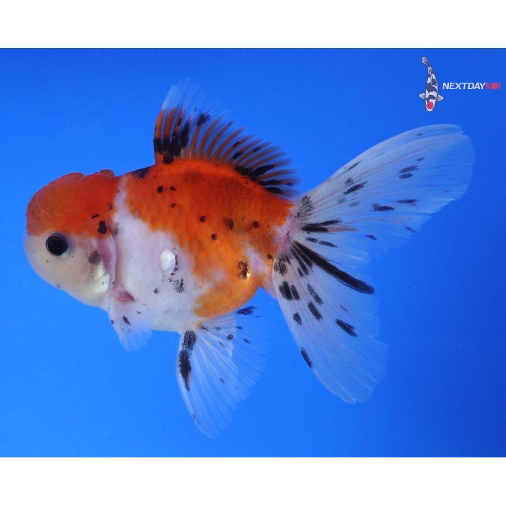 4.5” Imported Calico Oranda