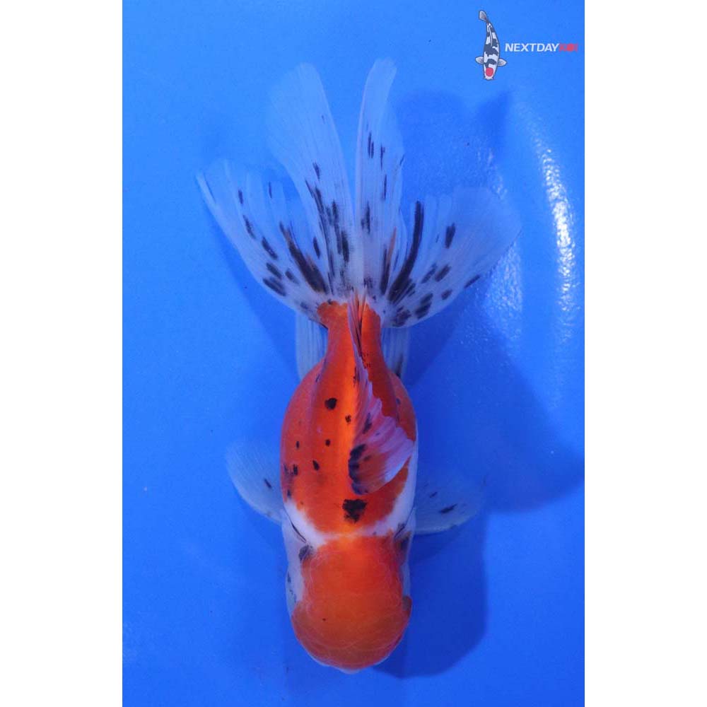 4.5” Imported Calico Oranda