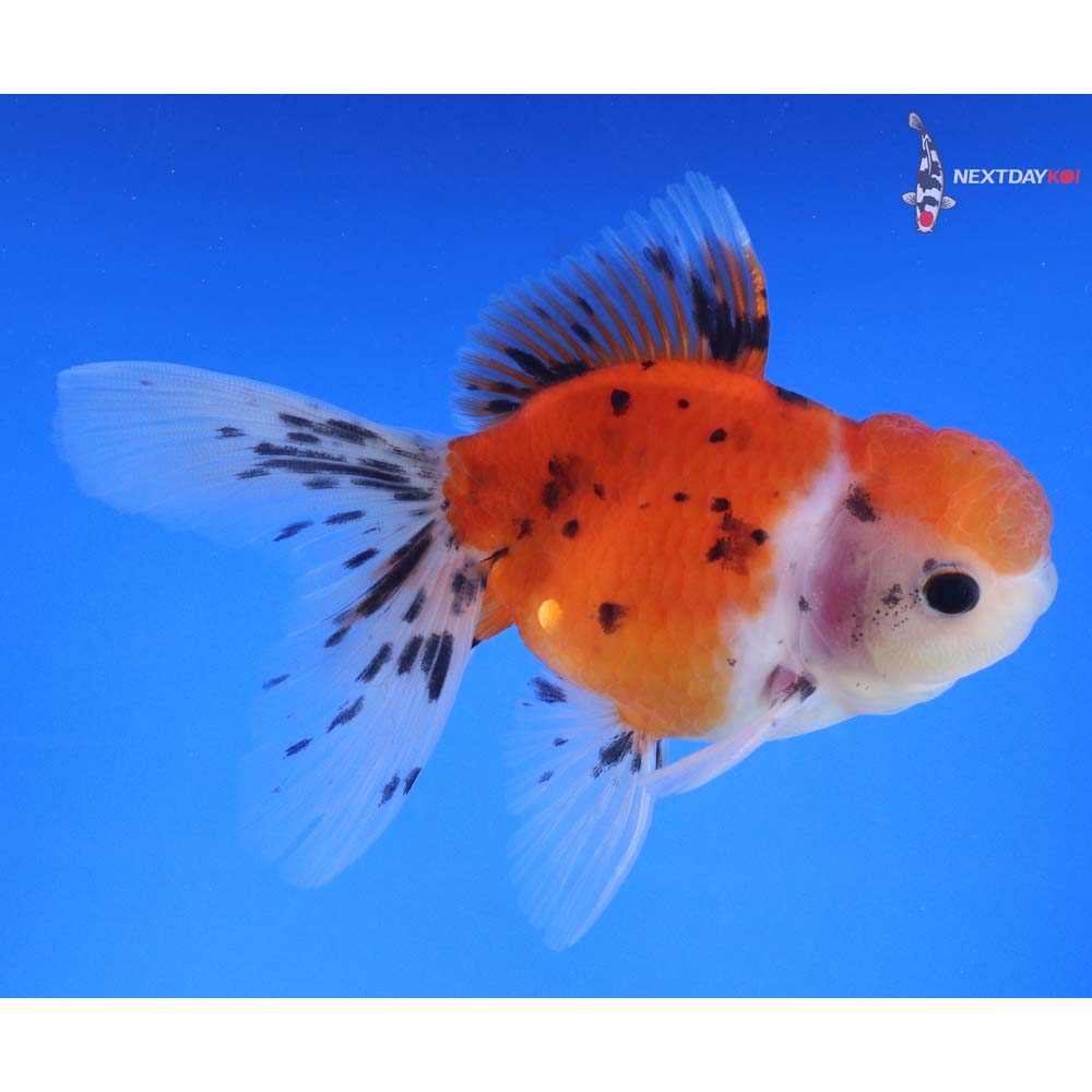 4.5” Imported Calico Oranda