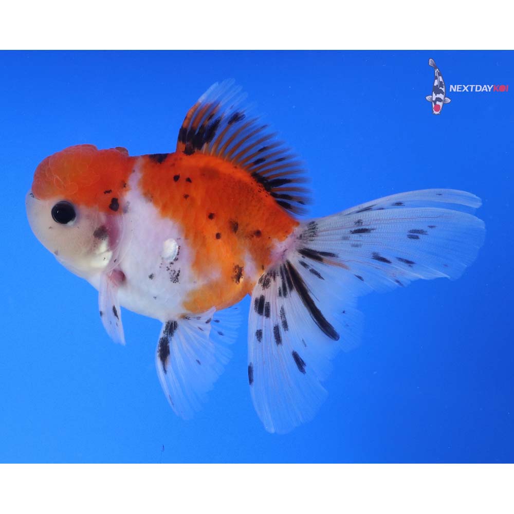 4.5” Imported Calico Oranda