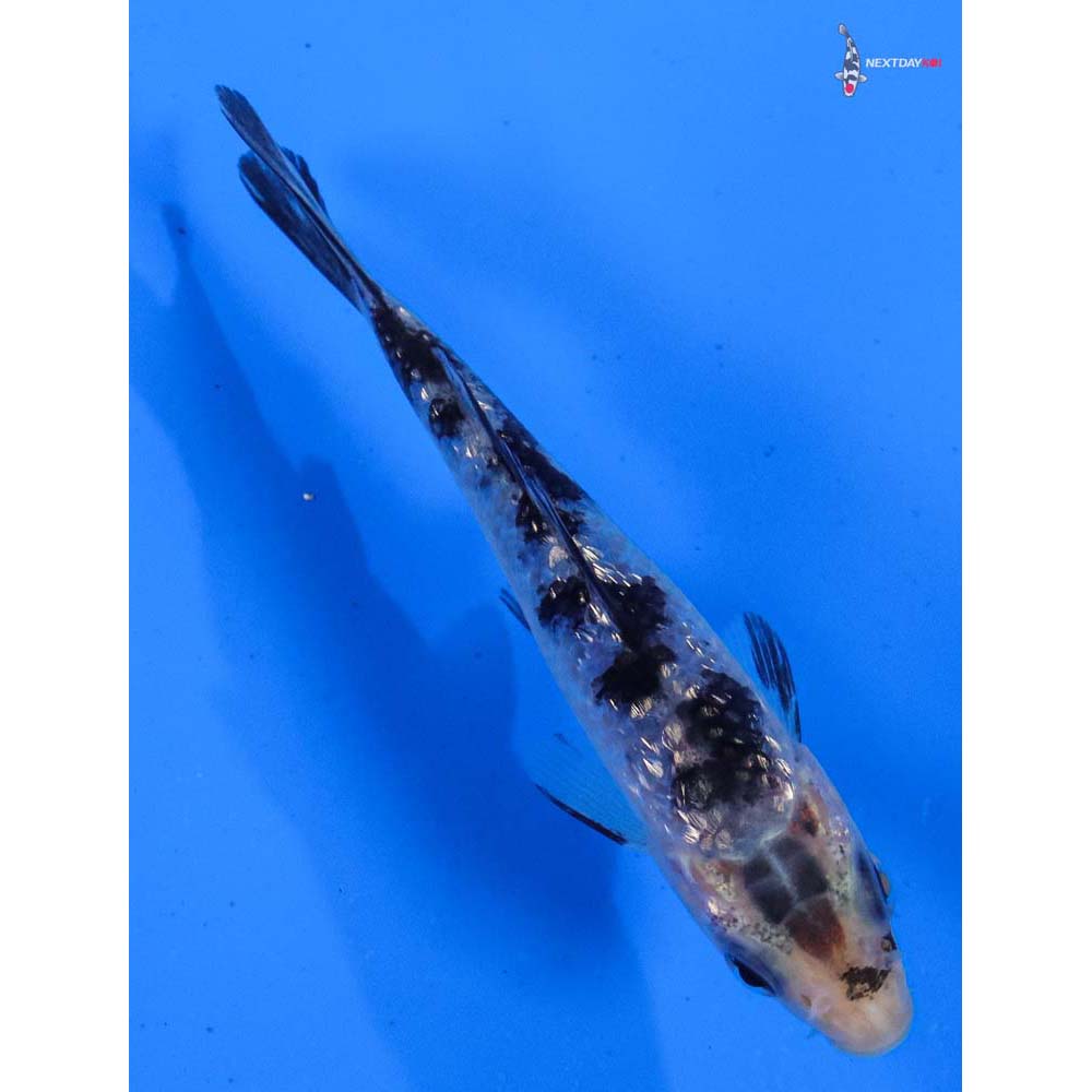 3” Imported Gin Rin Shiro Bekko