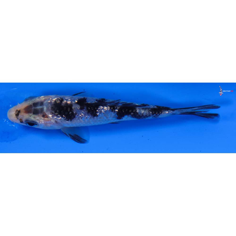 3” Imported Gin Rin Shiro Bekko