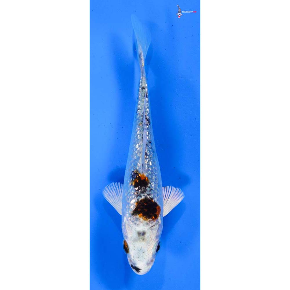 3” Imported Gin Rin Yamato Nishiki