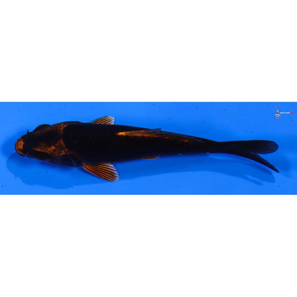 3” Imported Ki Matsuba