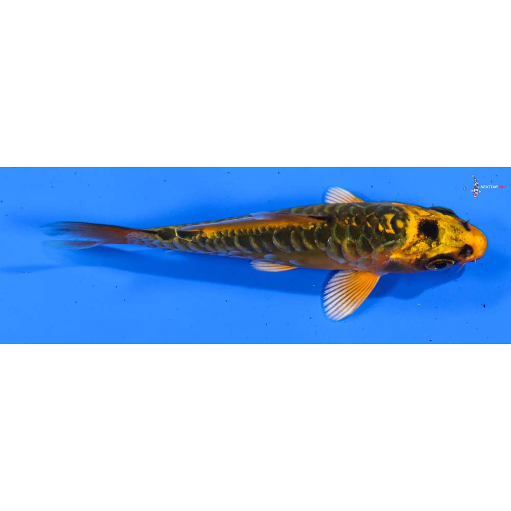 3.5” Imported Doitsu Orenji Matsuba