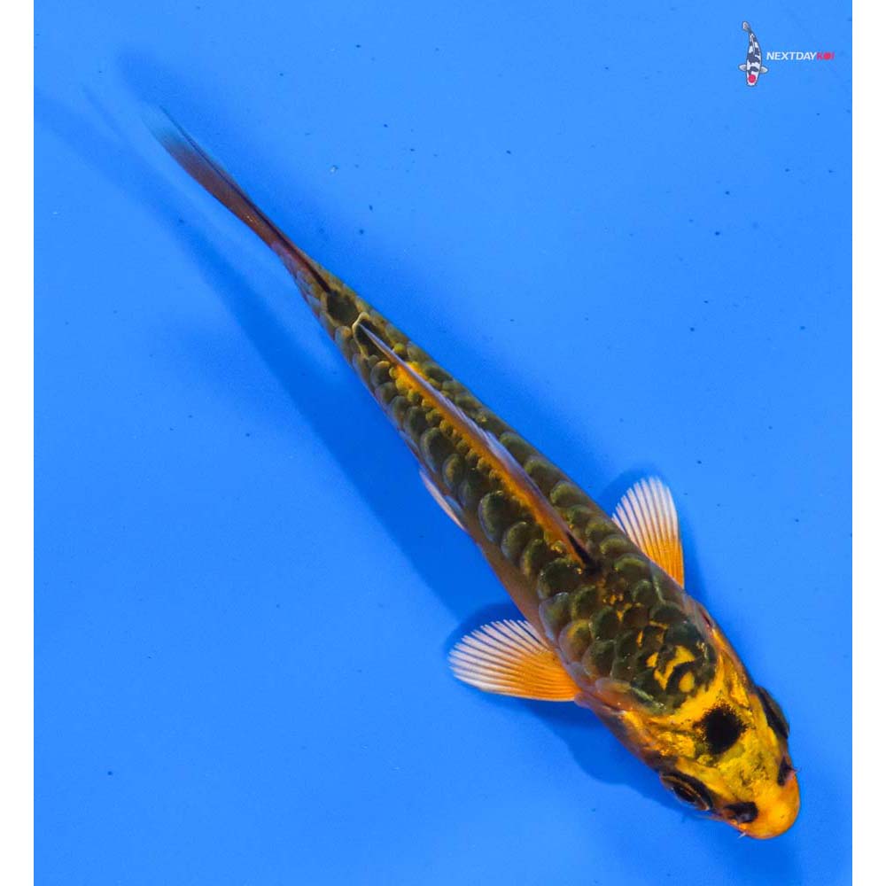 3.5” Imported Doitsu Orenji Matsuba
