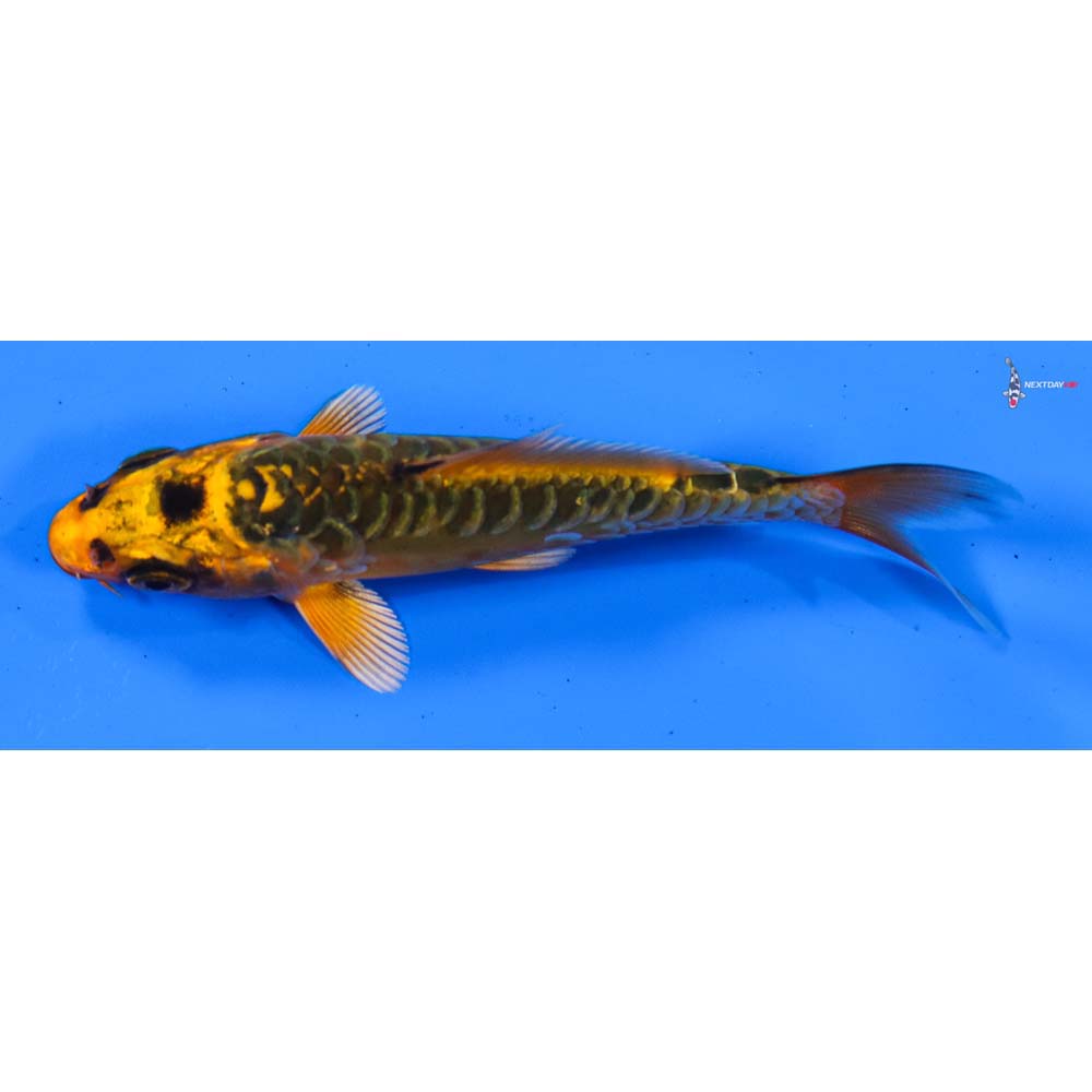 3.5” Imported Doitsu Orenji Matsuba