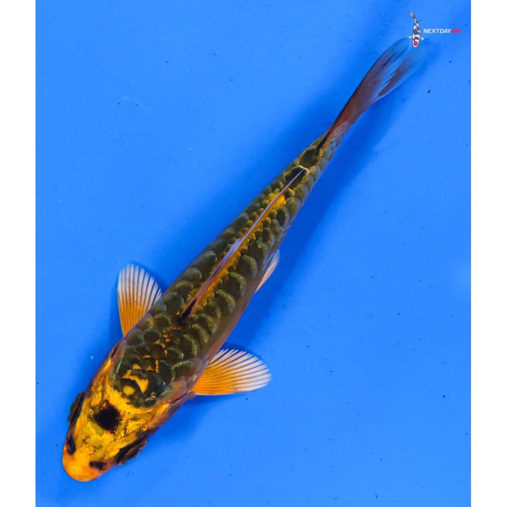 3.5” Imported Doitsu Orenji Matsuba