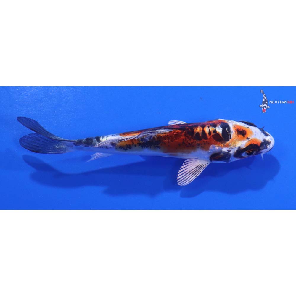 3.5” Imported Doitsu Kujaku