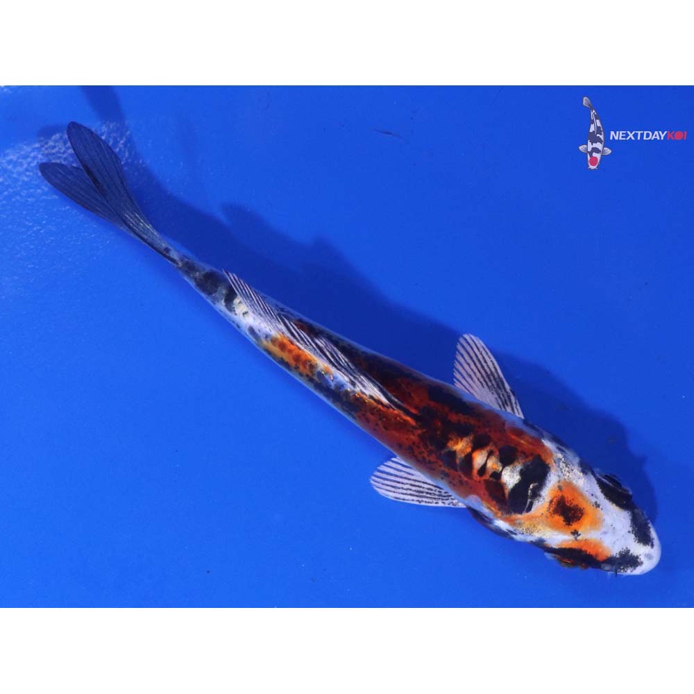 3.5” Imported Doitsu Kujaku