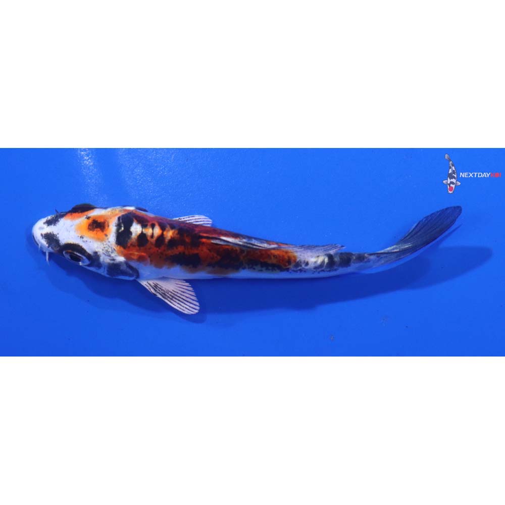 3.5” Imported Doitsu Kujaku