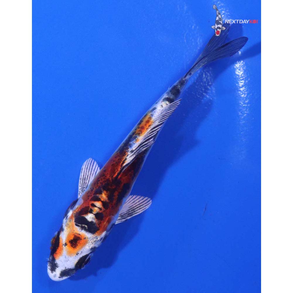 3.5” Imported Doitsu Kujaku