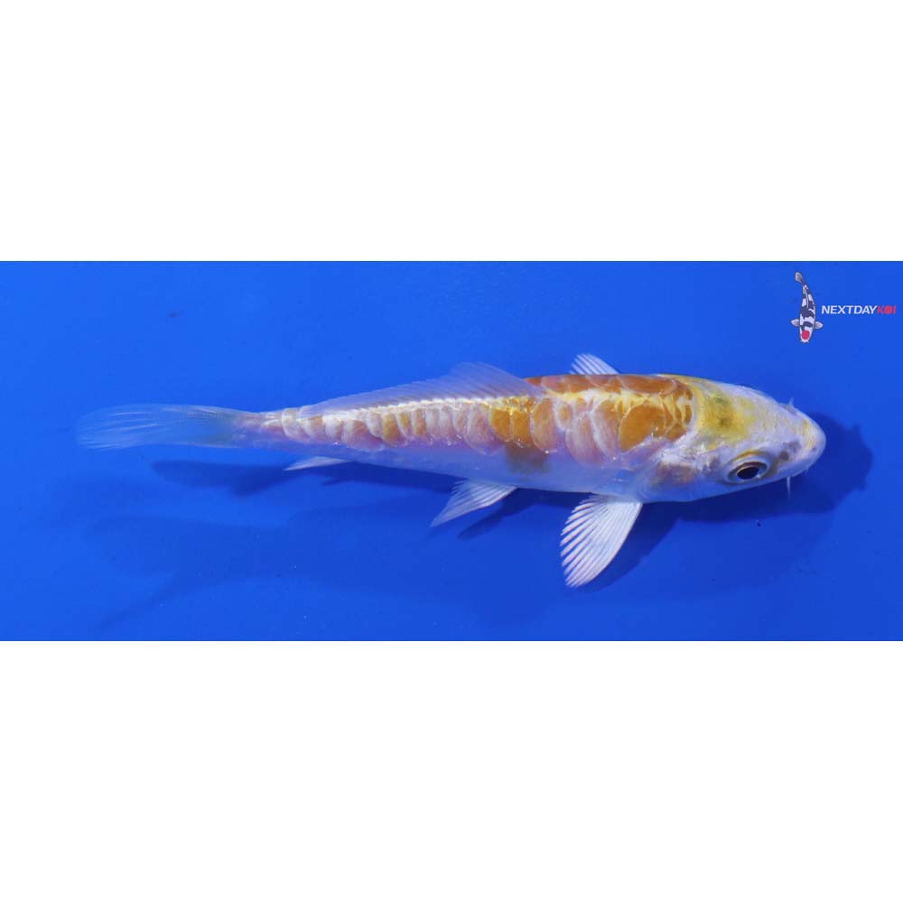 3.5” Imported Doitsu Lemon Hariwake