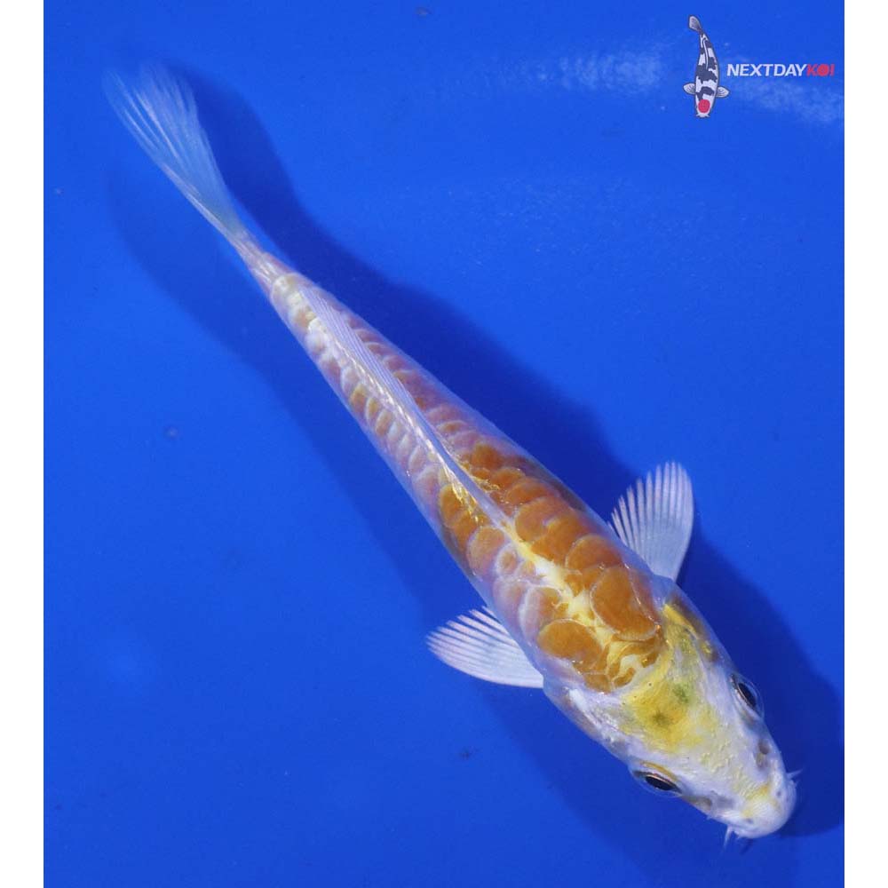 3.5” Imported Doitsu Lemon Hariwake