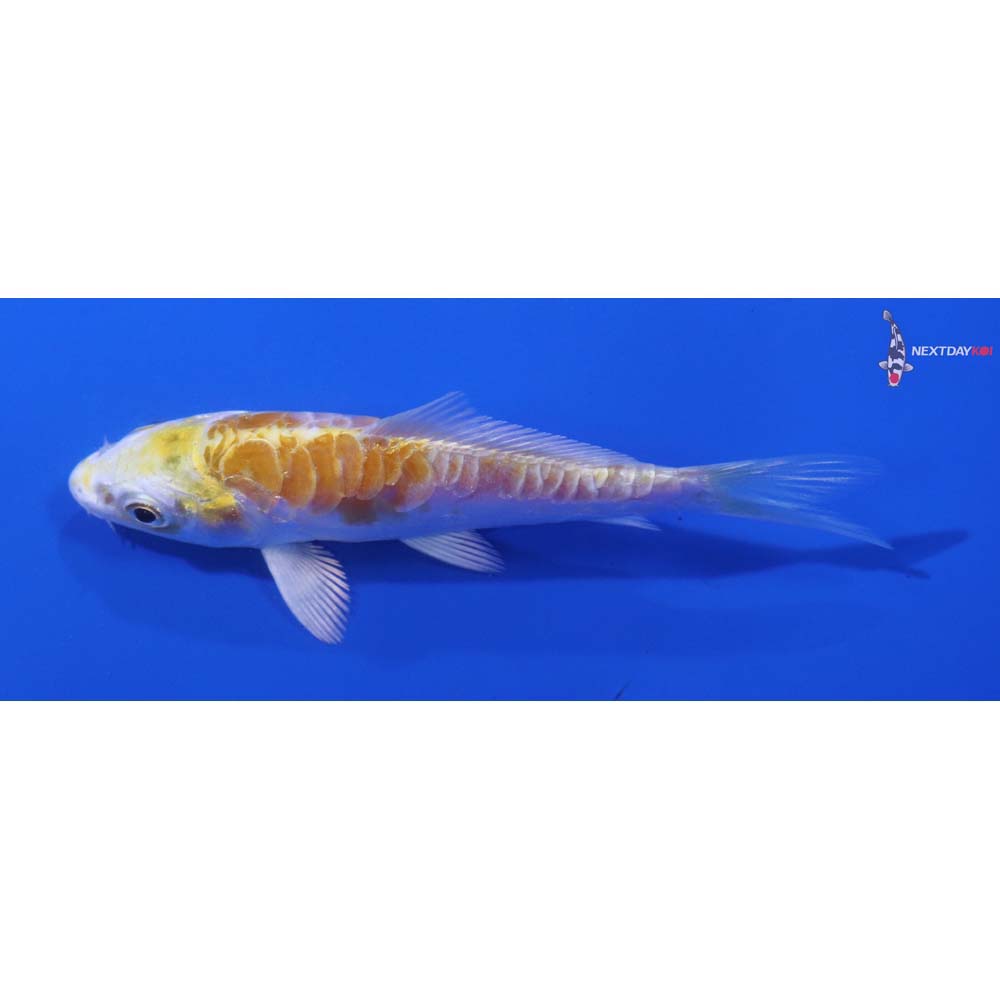 3.5” Imported Doitsu Lemon Hariwake