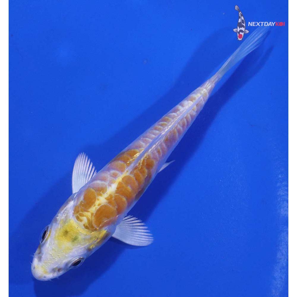 3.5” Imported Doitsu Lemon Hariwake