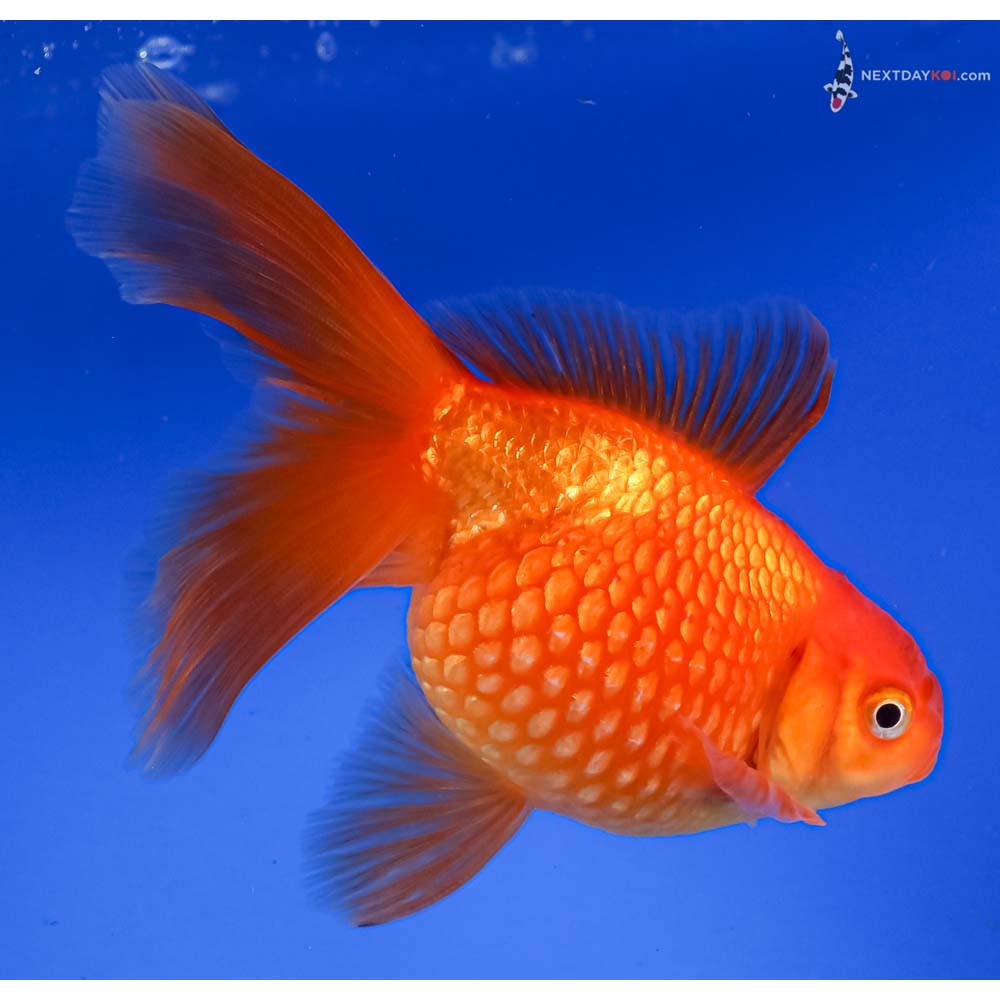4.5” Imported Red Pearlscale
