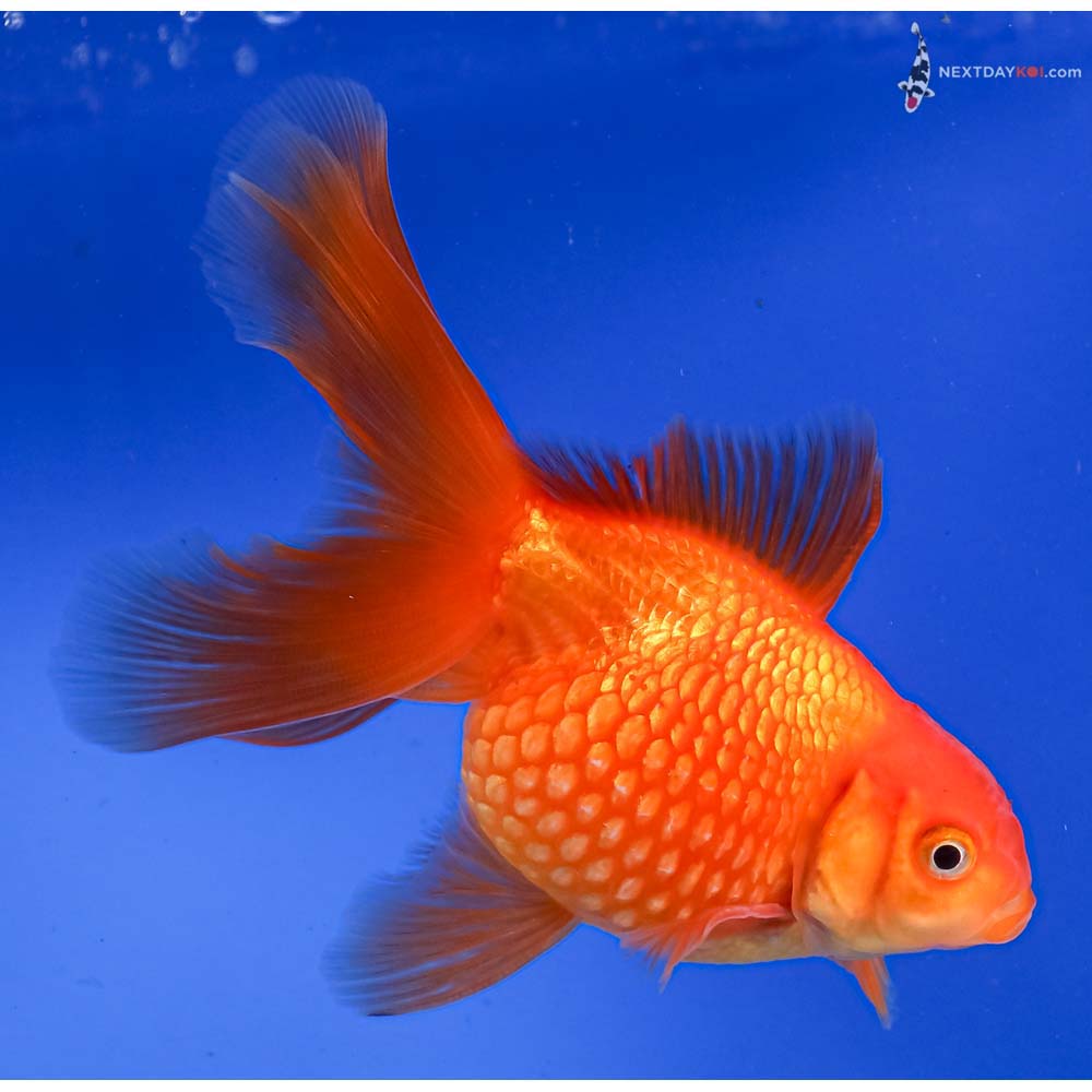 4.5” Imported Red Pearlscale