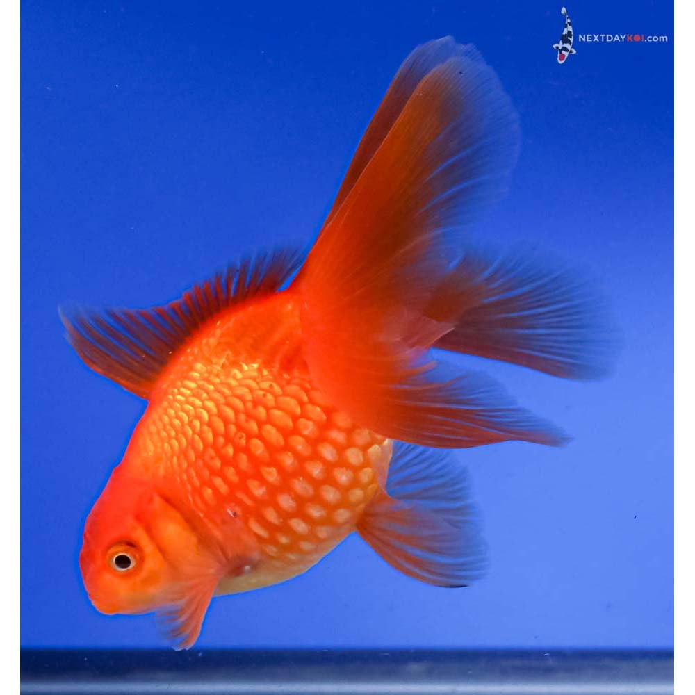 4.5” Imported Red Pearlscale