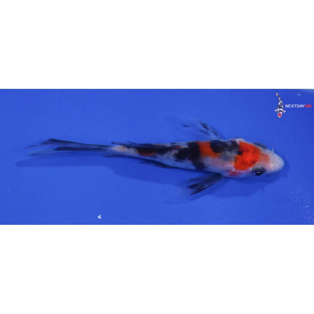 3” Imported Sanke Butterfly Koi