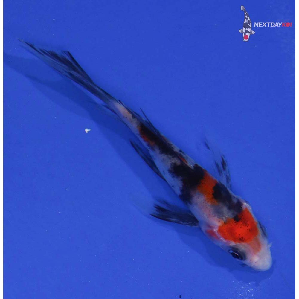 3” Imported Sanke Butterfly Koi