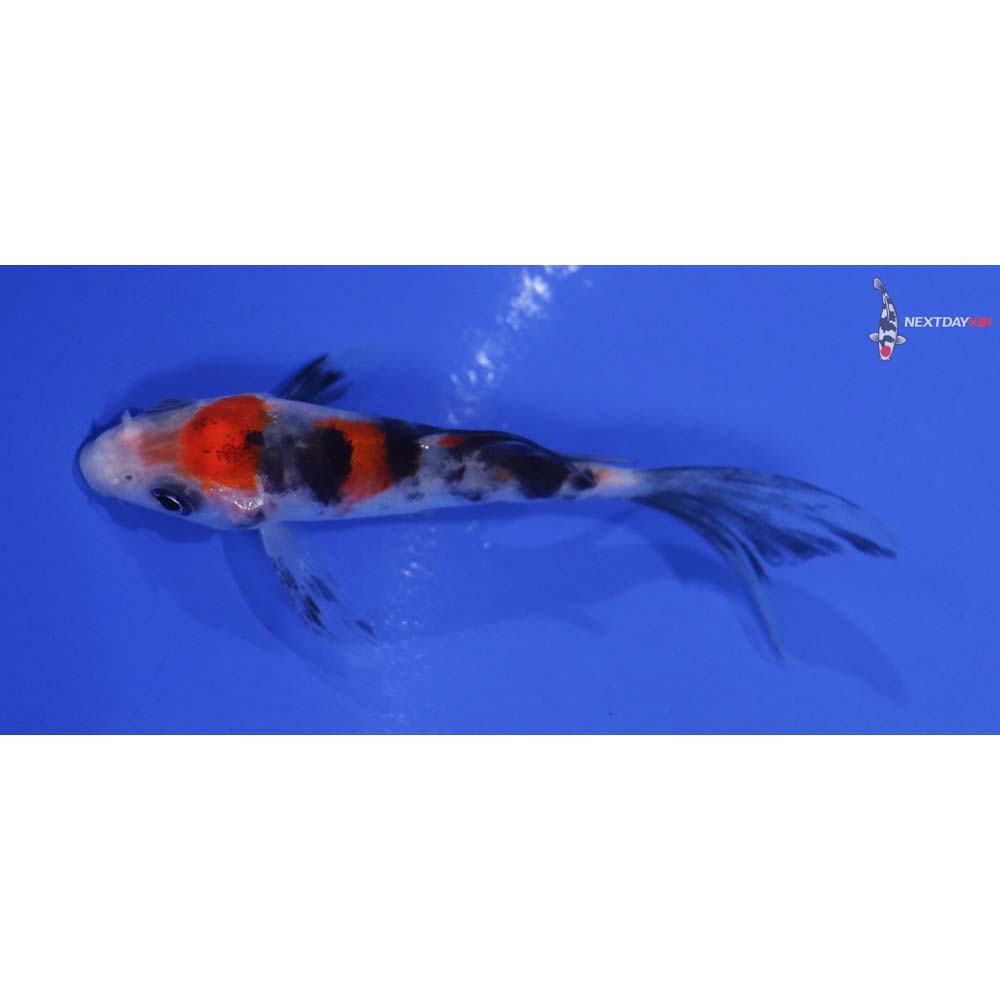 3” Imported Sanke Butterfly Koi