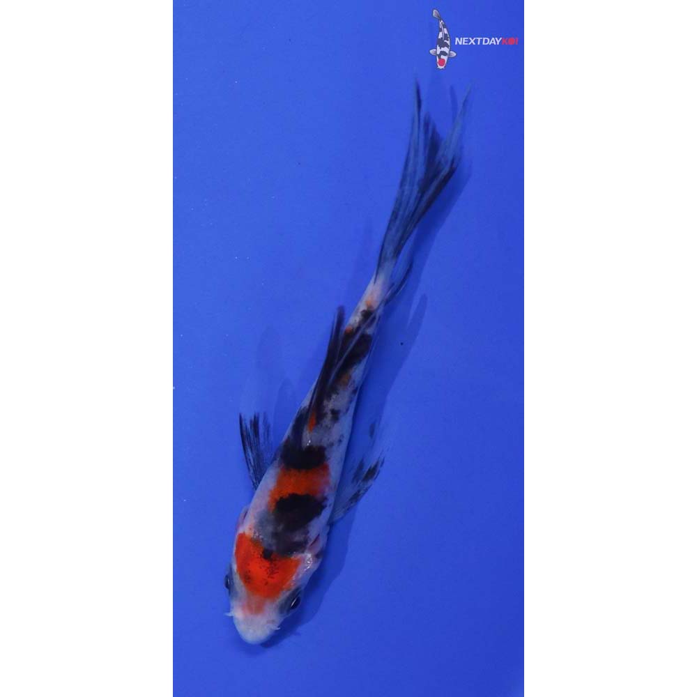 3” Imported Sanke Butterfly Koi