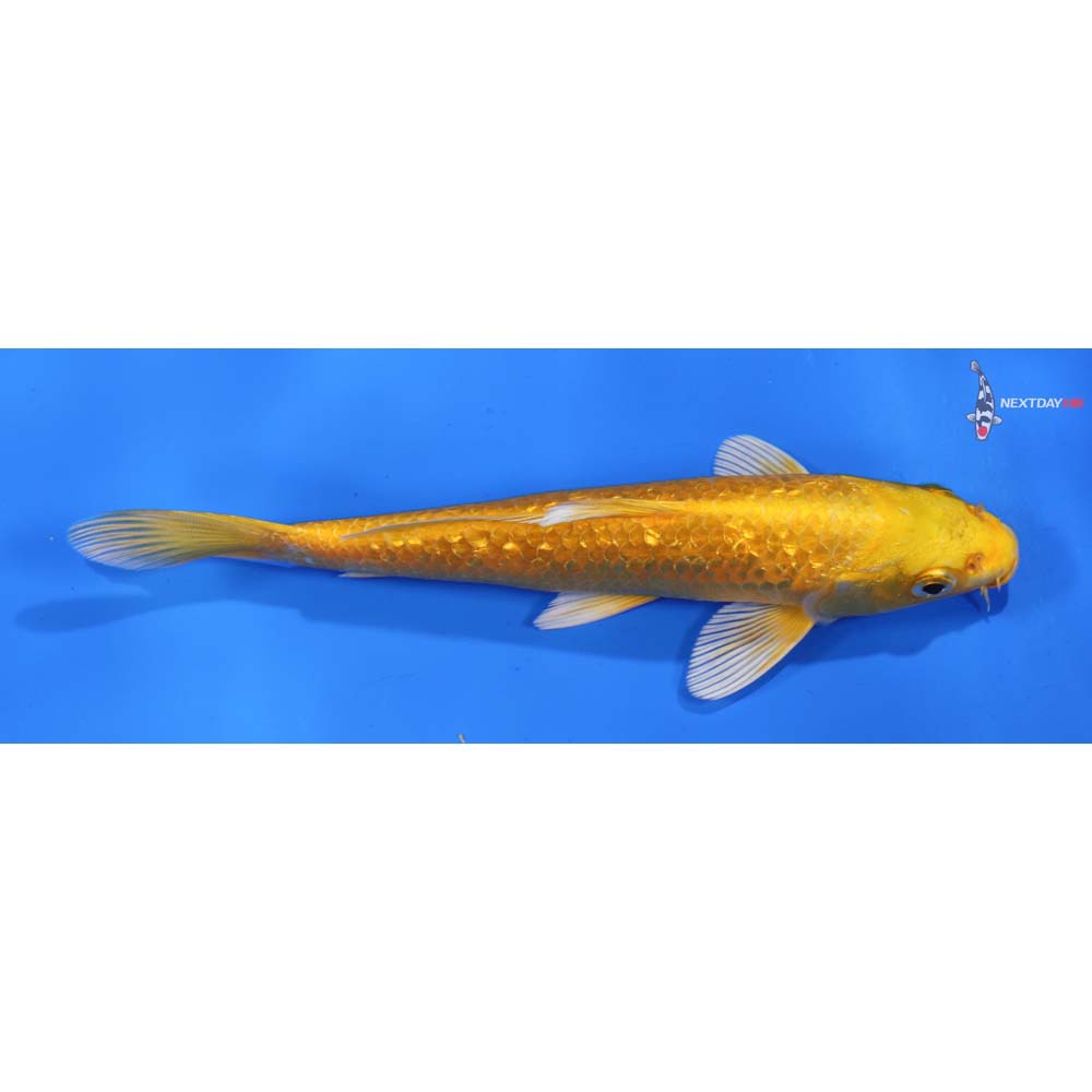 7” Imported Gin Rin Yamabuki Ogon