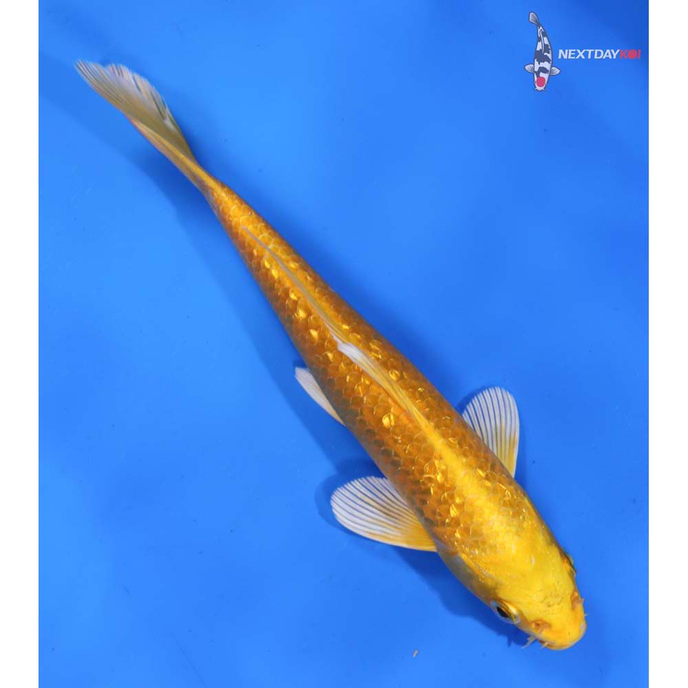 7” Imported Gin Rin Yamabuki Ogon