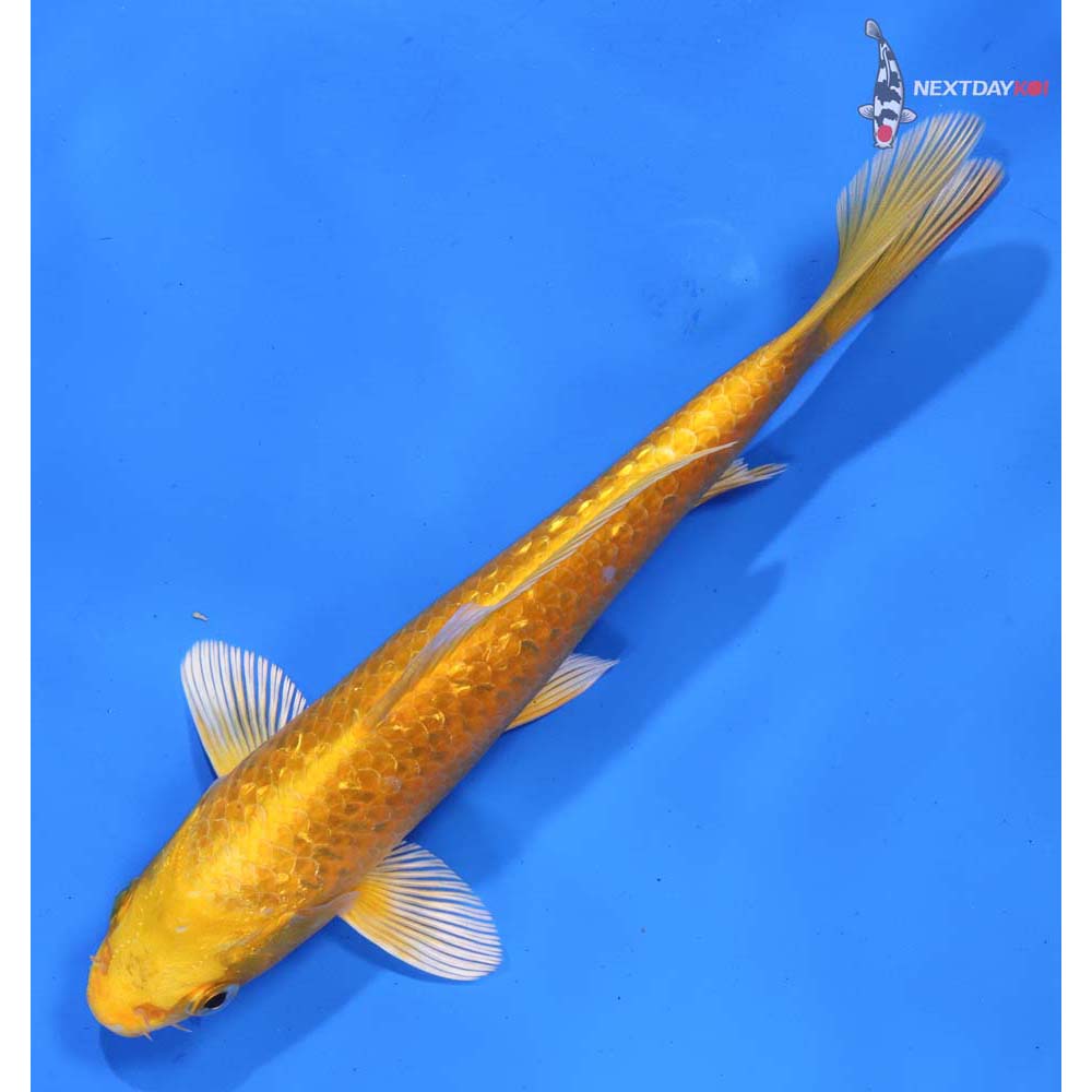 7” Imported Gin Rin Yamabuki Ogon