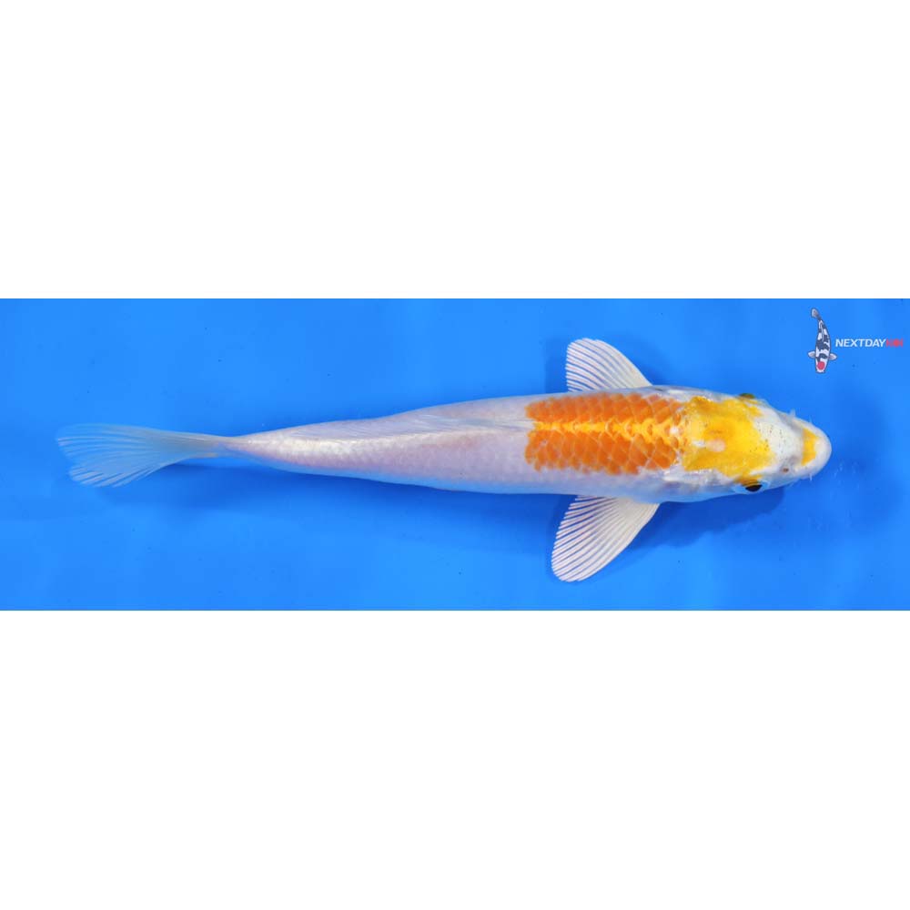 7” Imported Hariwake