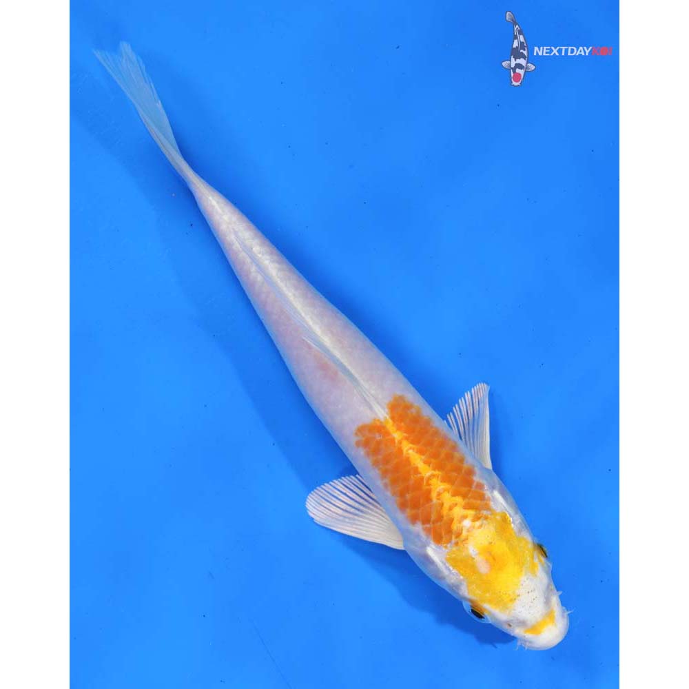 7” Imported Hariwake