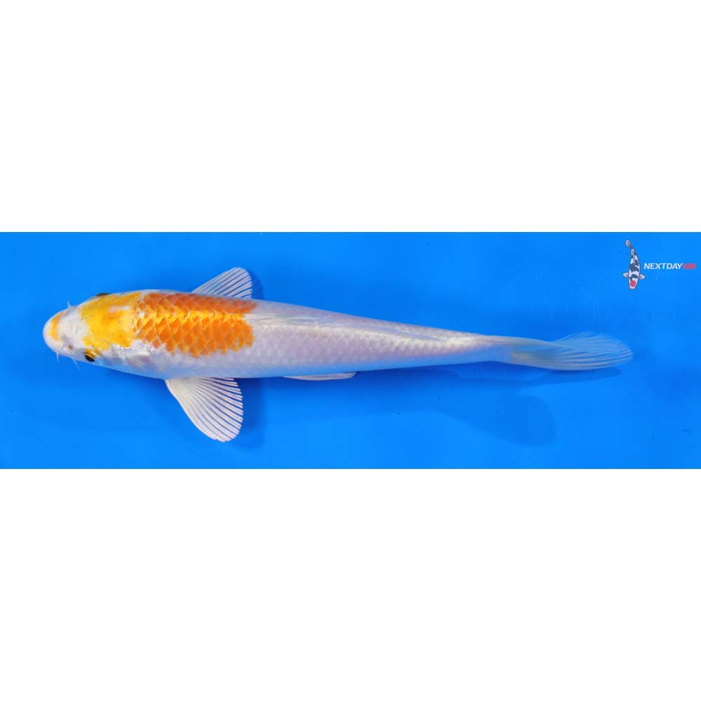 7” Imported Hariwake