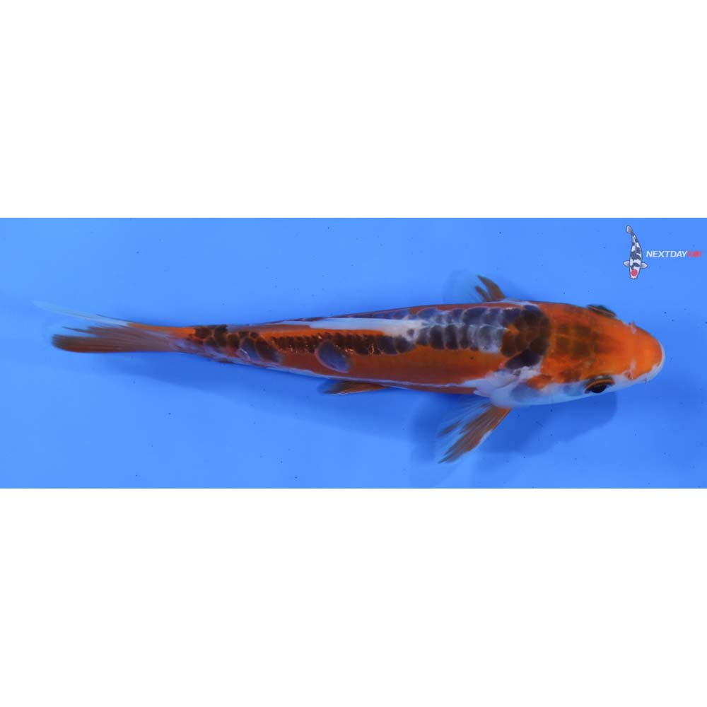 6” Imported Shusui