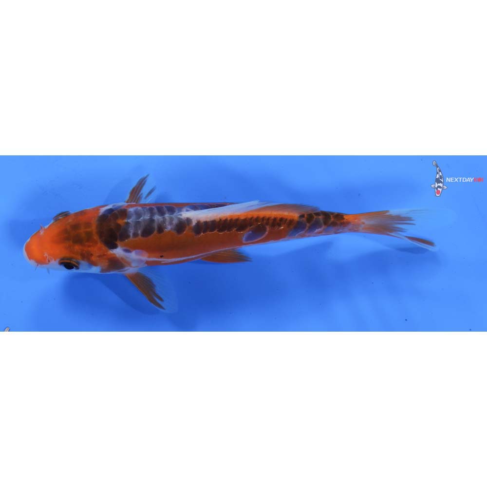 6” Imported Shusui