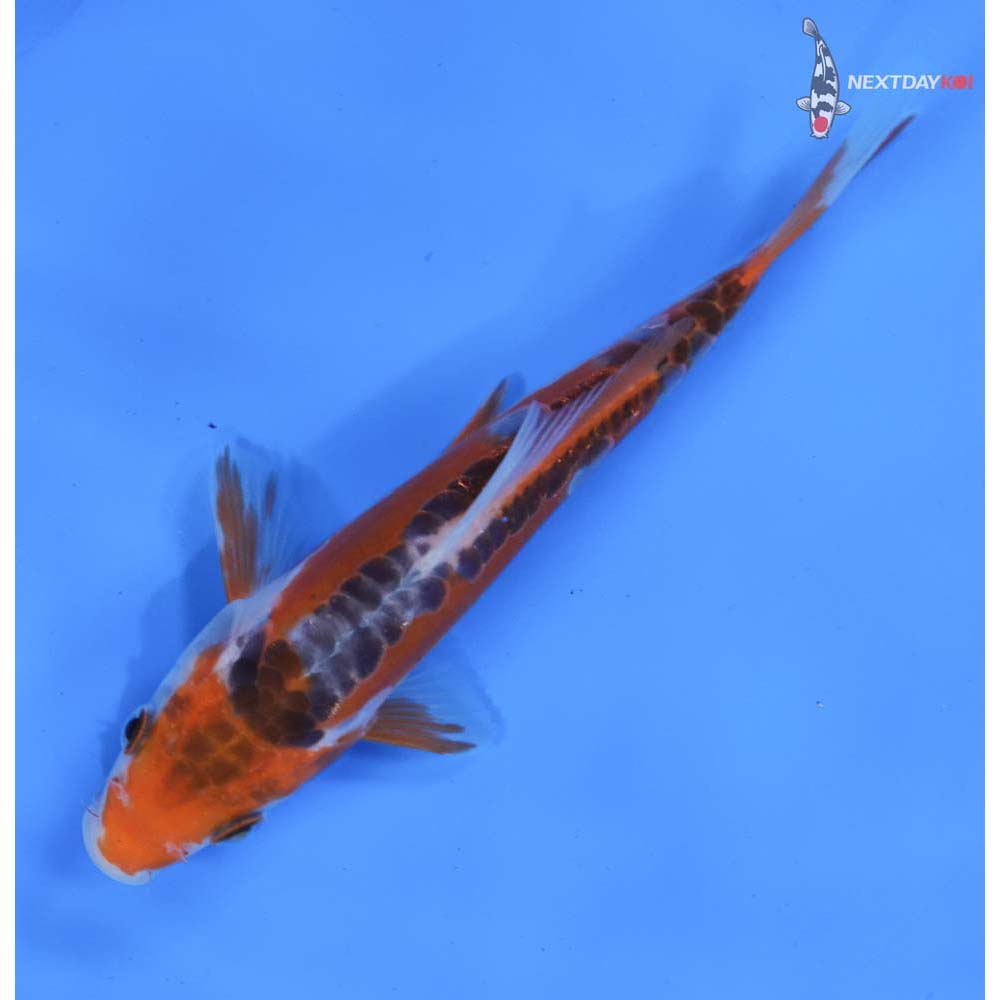 6” Imported Shusui