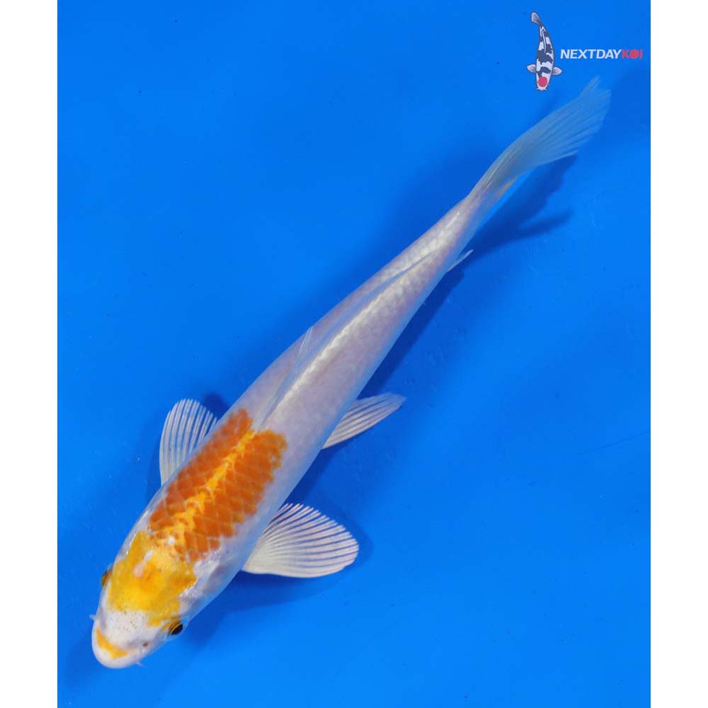 7” Imported Hariwake