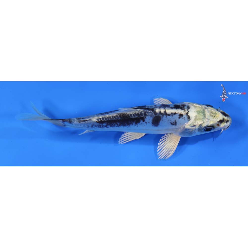 6” Imported Doitsu Gin Shiro Bekko