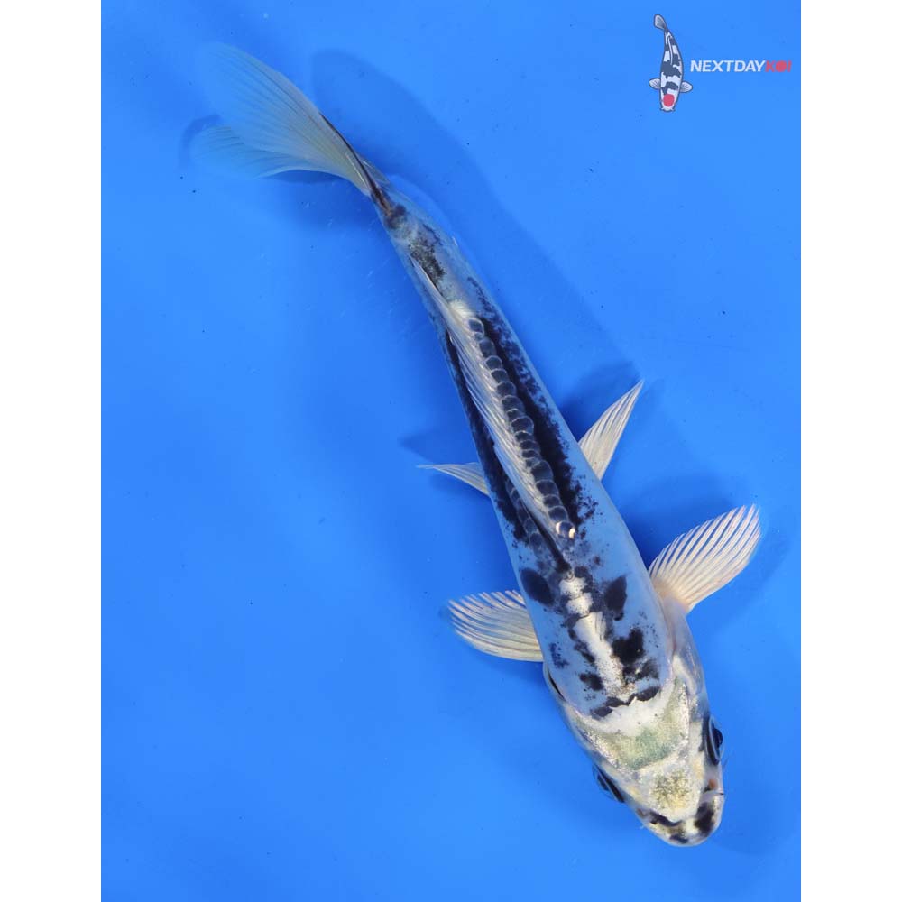 6” Imported Doitsu Gin Shiro Bekko