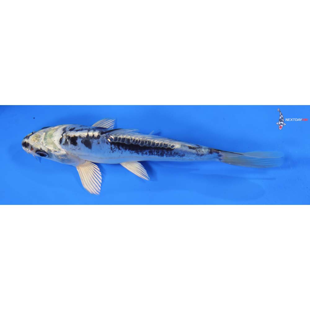 6” Imported Doitsu Gin Shiro Bekko