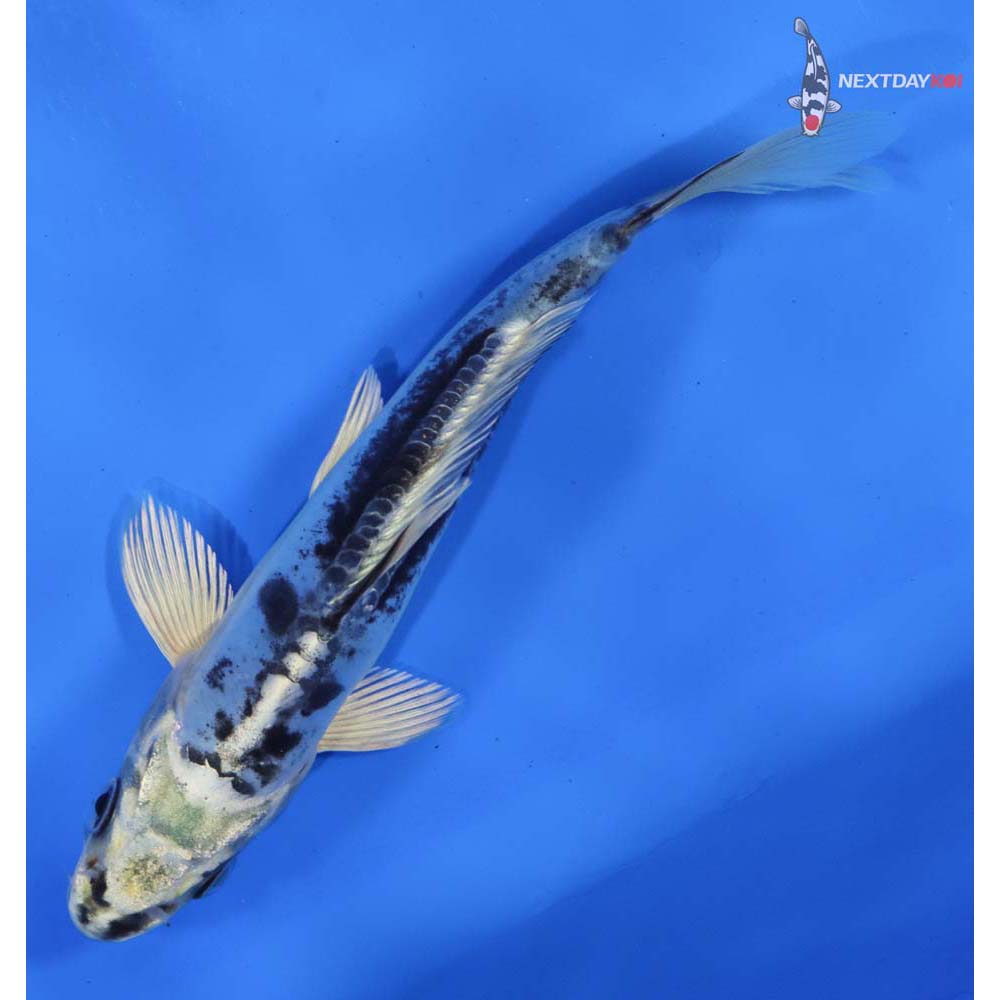 6” Imported Doitsu Gin Shiro Bekko