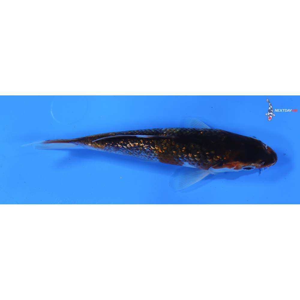 6” Imported Gin Rin Goromo