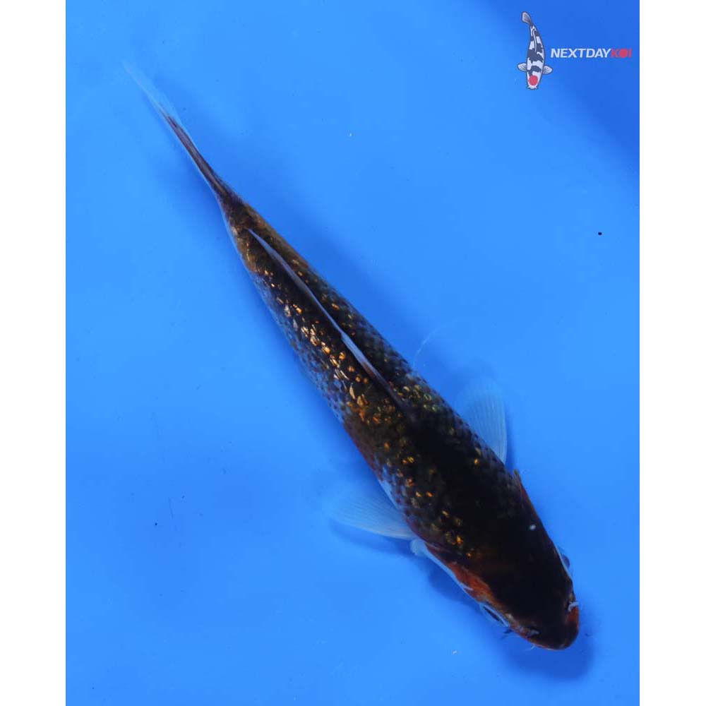 6” Imported Gin Rin Goromo