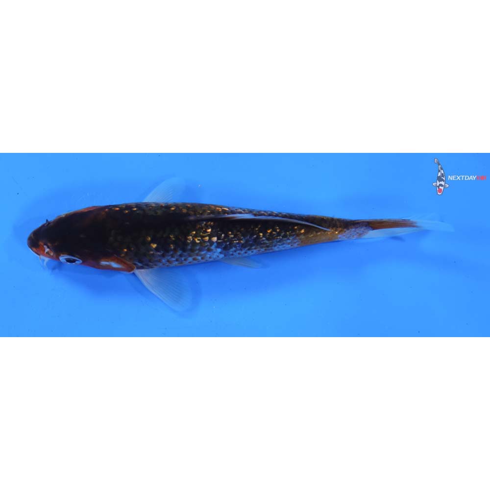 6” Imported Gin Rin Goromo